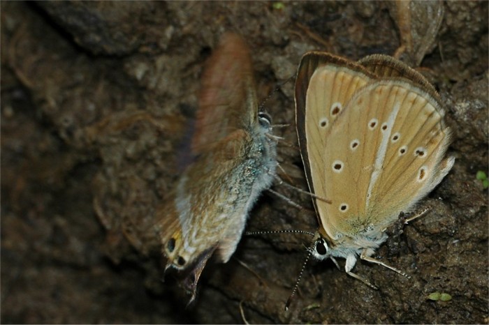 Eublemma ostrina